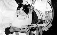 Felicette First Cat in Space